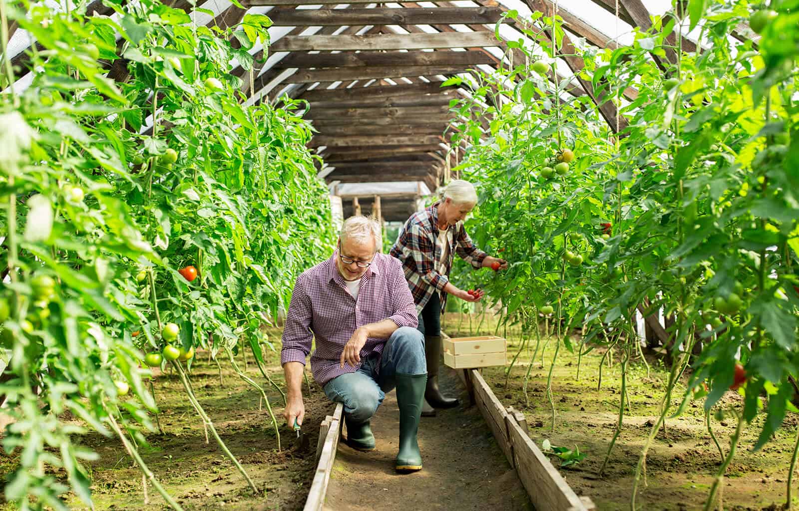 Greenhouse Sensation Gravytrain